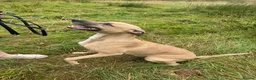 Mixed Breed dogs for sale: Whippet X Boxer 4 Years Old - Advert 4