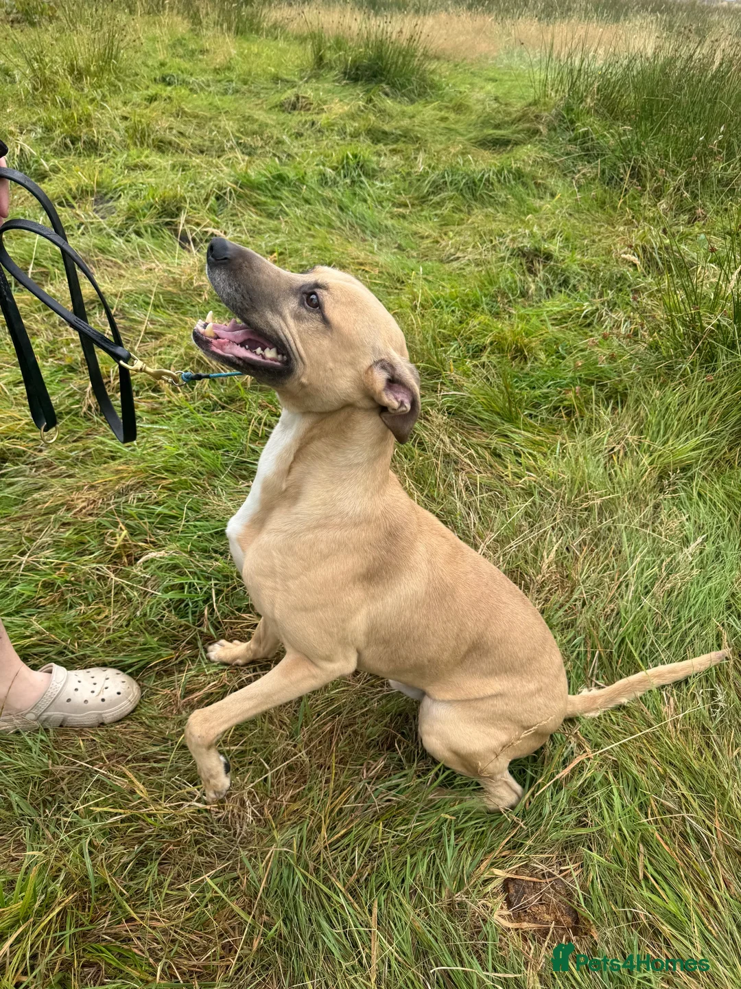 Mixed Breed dogs for sale: Whippet X Boxer 4 Years Old - Advert 4