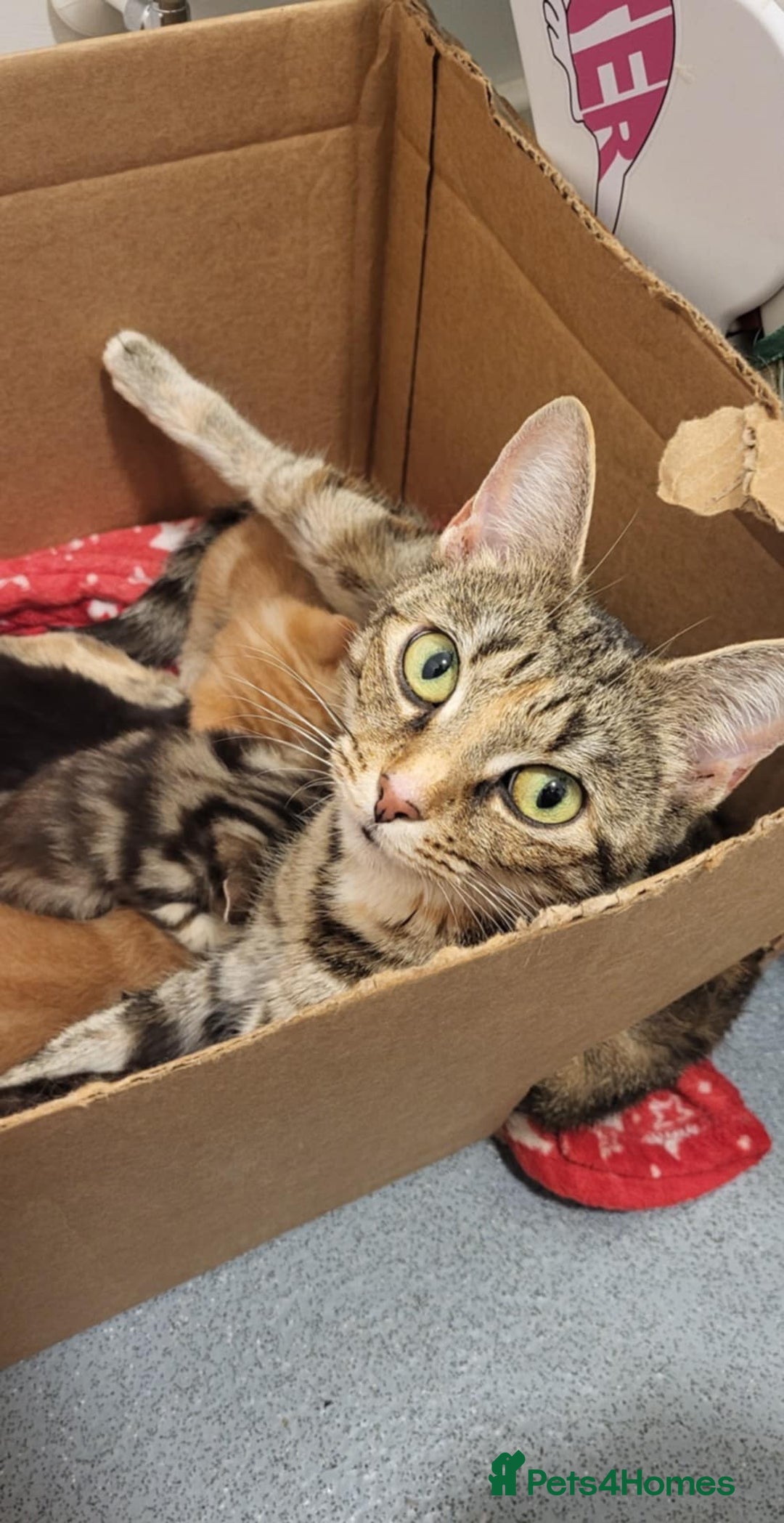 Domestic Shorthair cats for sale: Domestic short haired kittens  - Advert 1