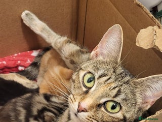 Domestic Shorthair cats Domestic short haired kittens - Advert 1