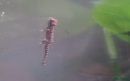 Gecko reptiles for sale: Mourning geckos  - Advert 1