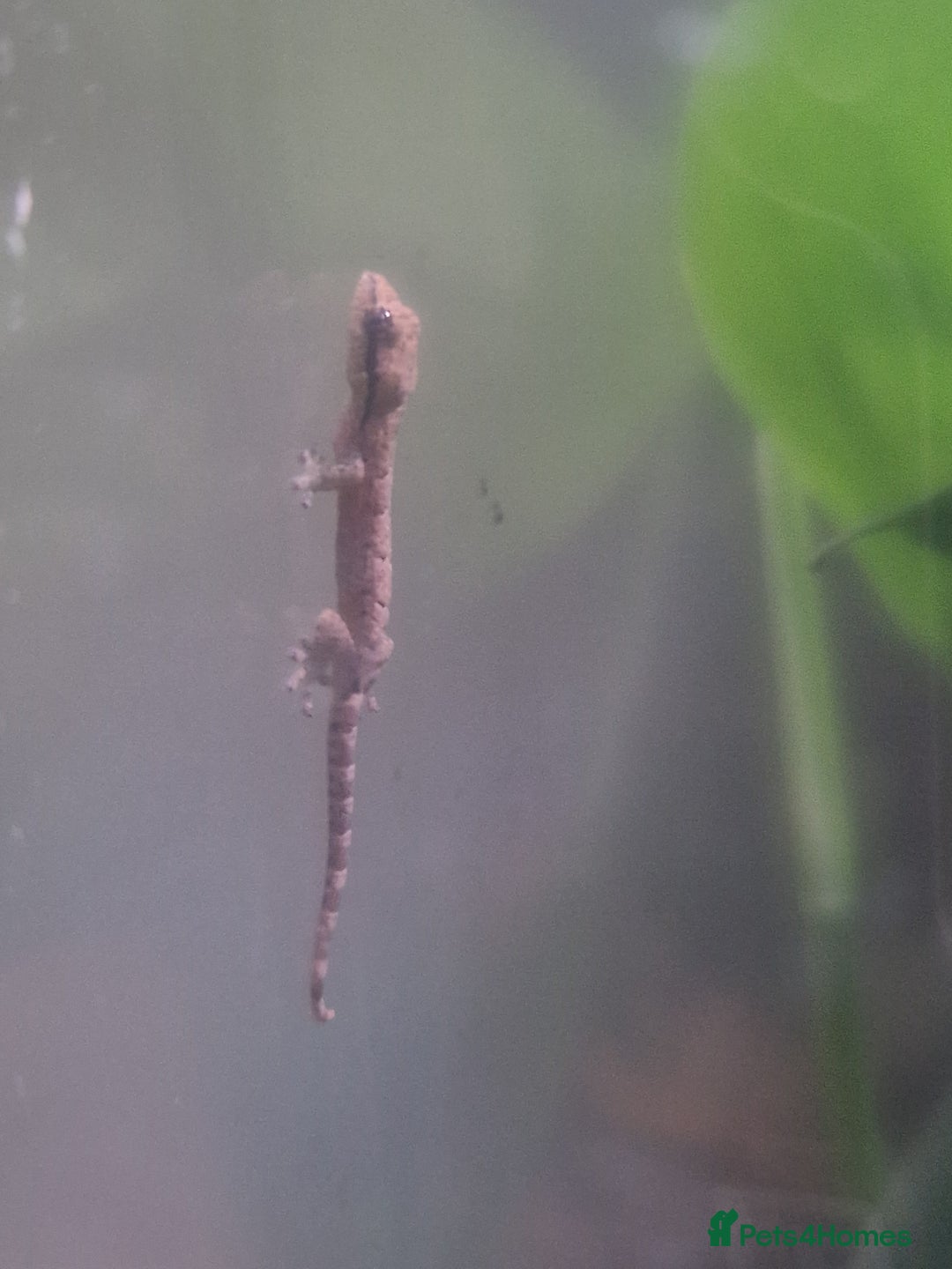 Gecko reptiles for sale: Mourning geckos  - Advert 1