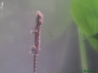 Gecko reptiles Mourning geckos - Advert 7