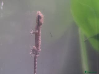 Gecko reptiles Mourning geckos - Advert 18