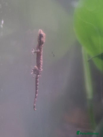 Gecko reptiles - Advert 2