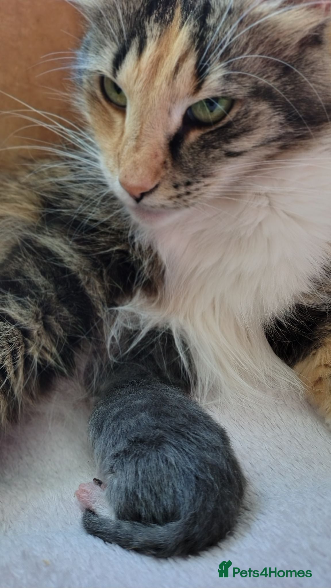 Norwegian Forest Cat cats Beautiful pedigree Norwegian Forest kittens  - Advert 1