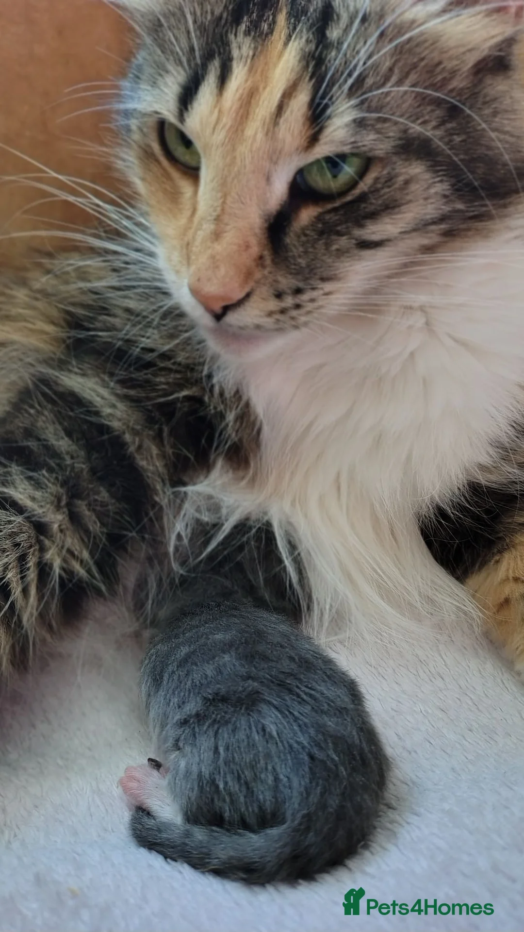 Norwegian Forest Cat cats for sale: Beautiful pedigree Norwegian Forest kittens  - Advert 1