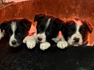 Border Collie dogs Border collie puppies - Advert 5