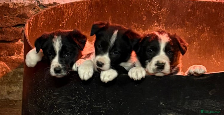 Border Collie dogs Border collie puppies - Advert 2