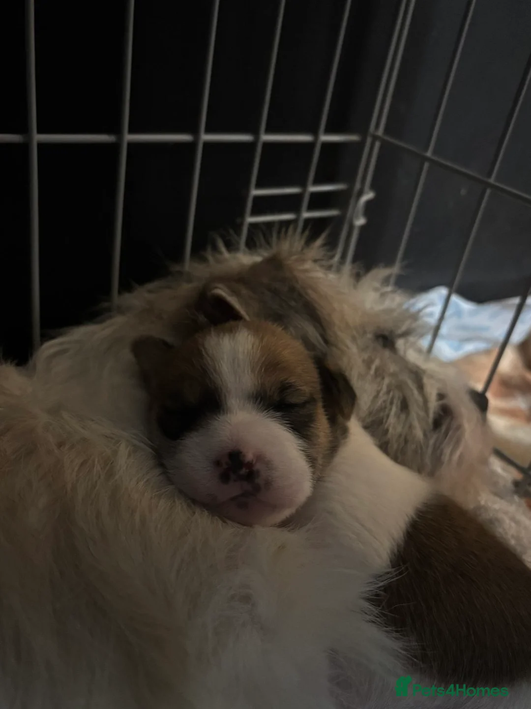 Shorkie dogs for sale: Shorkie x puppies  - Advert 7