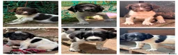 English Springer Spaniel dogs for sale: KC reg ESS pups sire OFTAW  - Advert 13