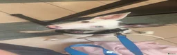 Mixed Breed dogs for sale: Sweet baby for rehoming  - Advert 3