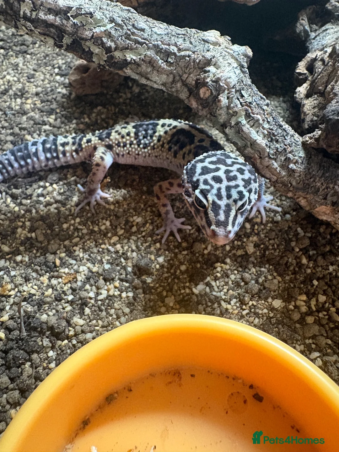 Leopard Gecko reptiles for sale: female leopard gecko in Horsham - Advert 2