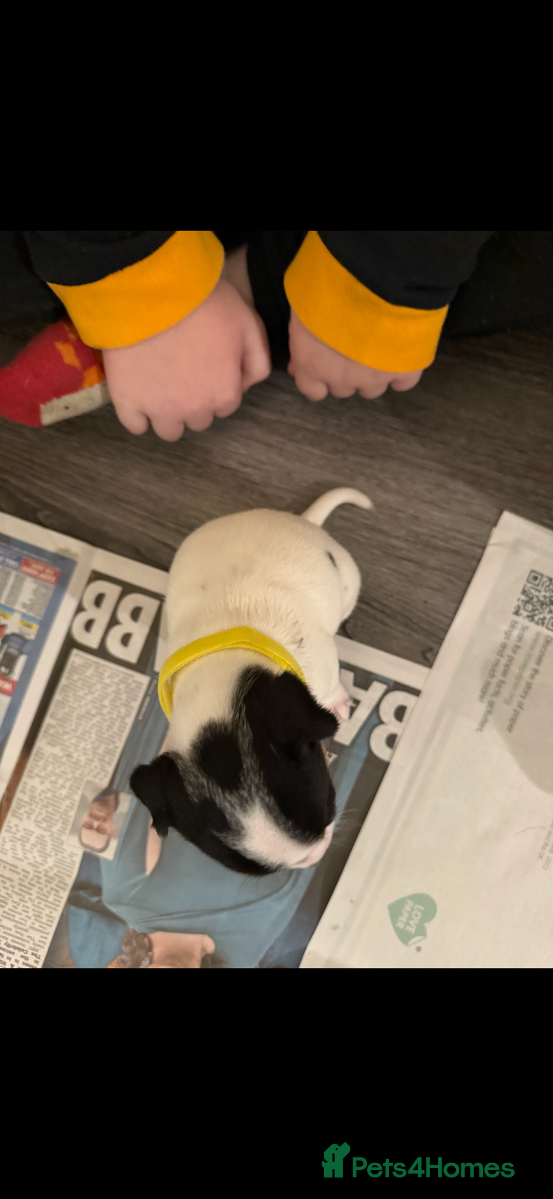 Jack Russell dogs for sale: Jack Russell puppies  - Image 13