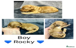 Mixed Breed dogs for sale:  Fab❤️Ttoodle Tibetan terrier x Miniature Poodle - Image 10