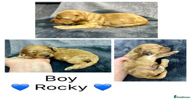 Mixed Breed dogs - Advert 4