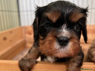 Cavalier King Charles Spaniel dogs Health Tested, beautiful KC Cavalier Puppies. - Advert 8