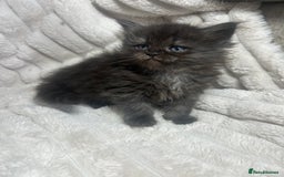 Ragcoon cats for sale: ⭐️RAGCOON FEMALE ⭐️ READY NOW - Image 14