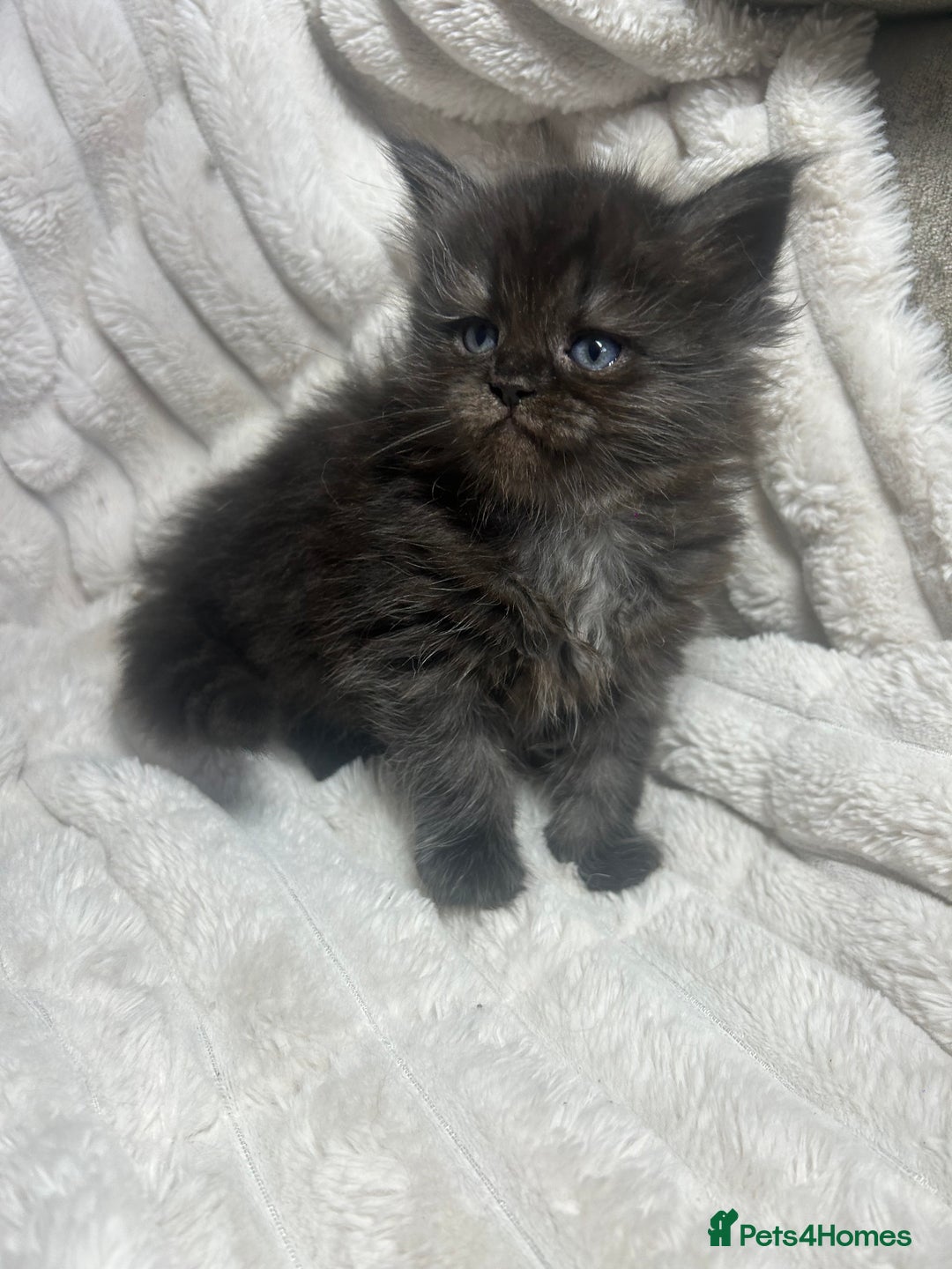 Ragcoon cats for sale: ⭐️RAGCOON FEMALE ⭐️ READY NOW - Image 14