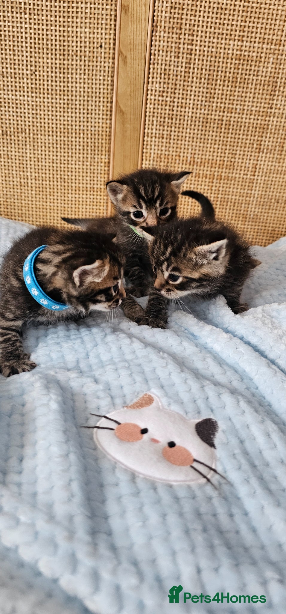 Mixed Breed cats Beautiful Bengal Mix Kittens - Advert 1