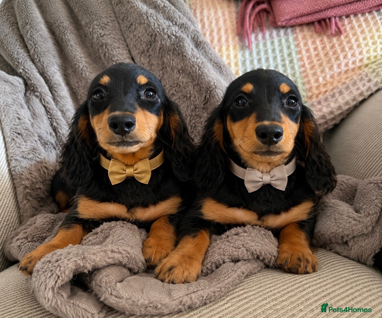 Miniature Dachshund dogs BEAUTIFUL LONGHAIR PRA CLEAR & KC REG MINIS - Advert 1