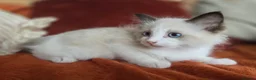 Ragdoll cats for sale: Pure Ragdoll Kittens  - Advert 29