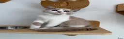 British Shorthair cats for sale: Beautiful GCCF Registered British Kittens - Advert 13