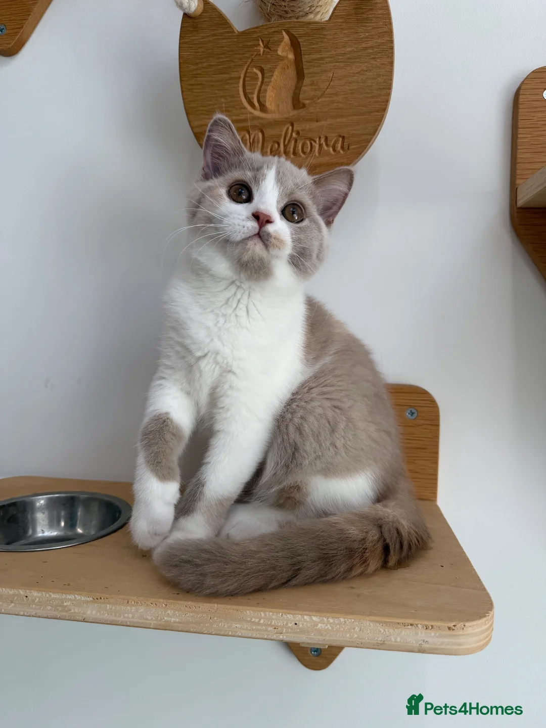 British Shorthair cats for sale: Beautiful GCCF Registered British Kittens - Advert 13