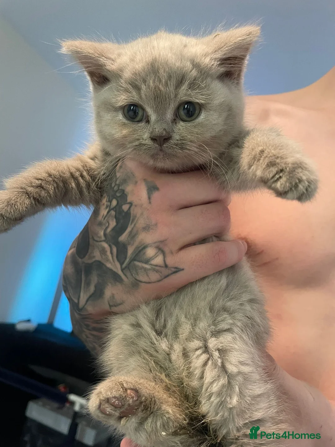 British Shorthair cats for sale: British Shorthairs for sale in Tamworth - Advert 11