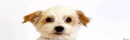 Mixed Breed dogs for sale: Lucy 8 weeks old in London - Advert 1