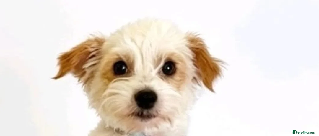 Mixed Breed dogs for sale: Lucy 8 weeks old in London - Advert 1