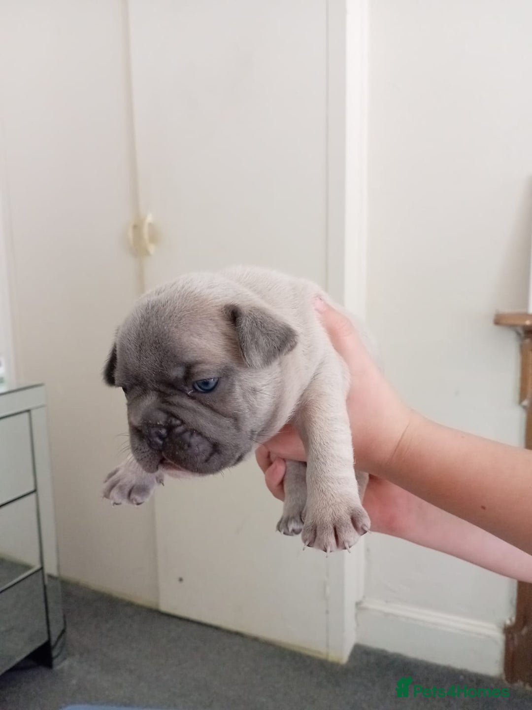 French Bulldog dogs for sale: Platinum cream velvet french bulldogpup 4 week old - Image 19