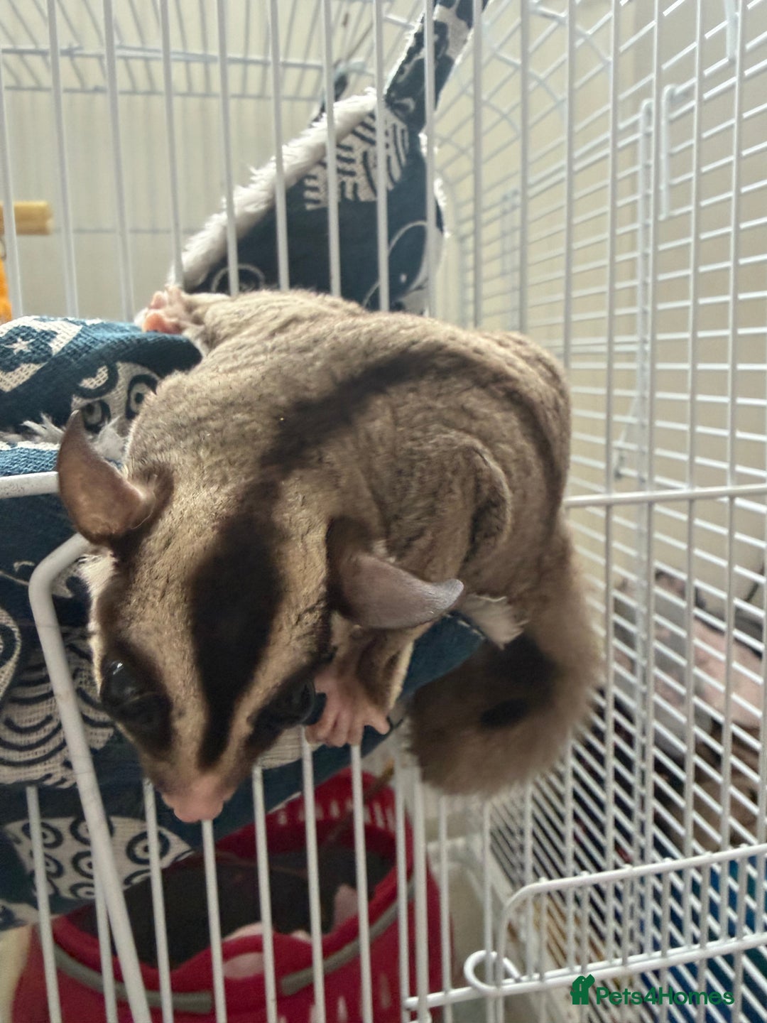 Sugar Glider rodents for sale: White and grey sugar glider - Advert 6
