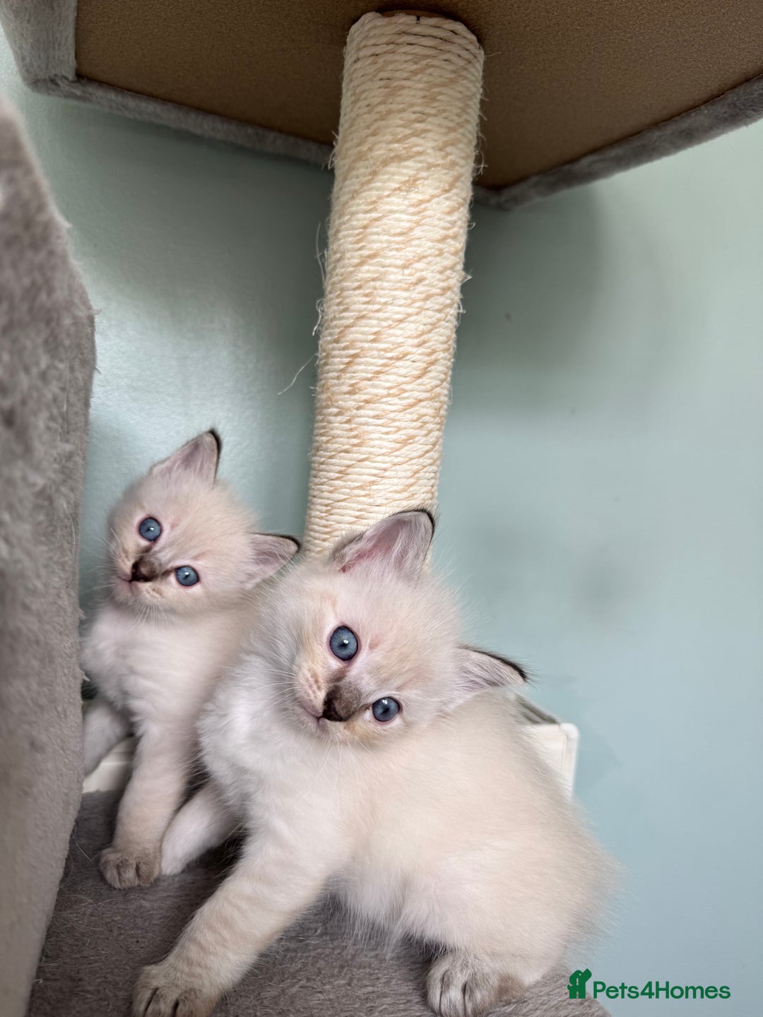 Ragdoll cats for sale: Beautiful Rag doll kittens for sale  - Image 2