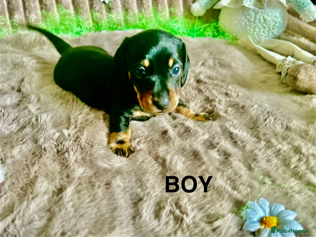Dachshund dogs for sale: Dachshund Puppies   - Advert 11
