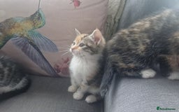 Mixed Breed cats for sale: 5 beautiful kittens 4 female 1 male - Image 10