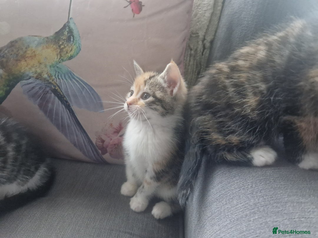 Mixed Breed cats for sale: 5 beautiful kittens 4 female 1 male - Image 10