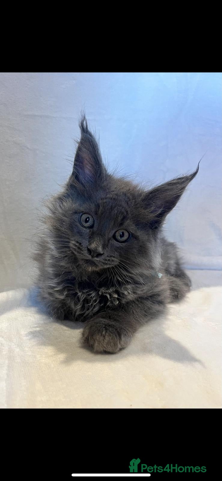 Maine Coon cats Beautiful Maine Coons from Champion lines  - Advert 1