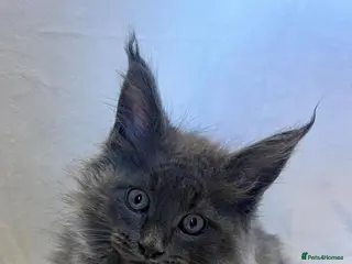 Maine Coon cats Beautiful Maine Coons from Champion lines - Advert 1