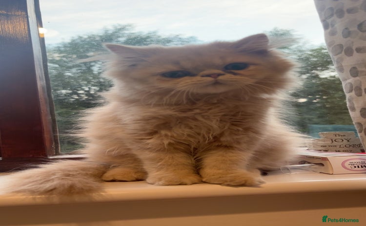 Persian cats - Advert 1