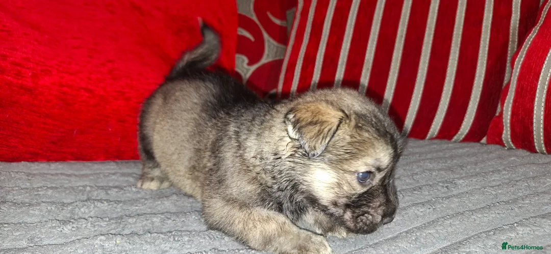 Mixed Breed dogs for sale: Siberian husky + Rus A Pei - Advert 5