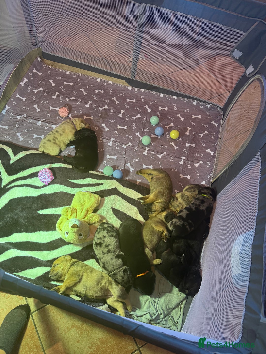 Mixed Breed dogs for sale: American bulldog / chowchow  - Advert 2