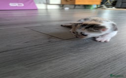 Siberian cats for sale: Georgeous Siberian (mix) kittens - Image 7