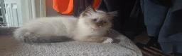Ragdoll cats for sale: Beautiful litter Of Ragdolls - Advert 5
