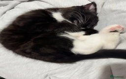 Mixed Breed cats for sale: Black female kitten for rehoming  - Image 3