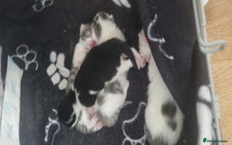 Mixed Breed cats for sale: Beautiful kittens 3 girls 1 boy  - Image 30