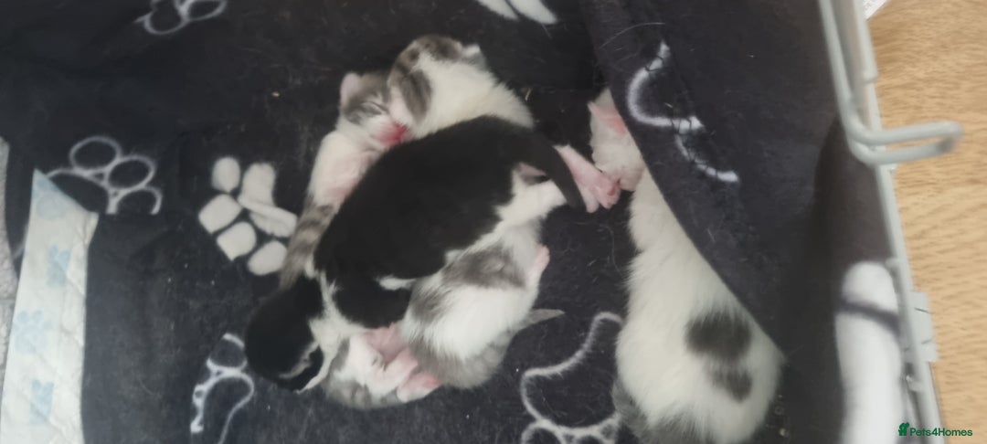 Mixed Breed cats for sale: Beautiful kittens 3 girls 1 boy  - Image 30
