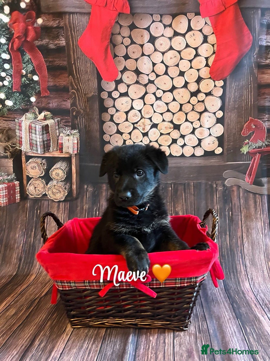 German Shepherd dogs for sale: German Shepherd pups Black&Sable..stunning litter! - Advert 2