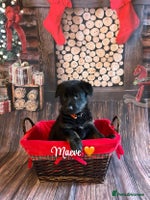 German Shepherd dogs German Shepherd pups Black&Sable..stunning litter! - Advert 1