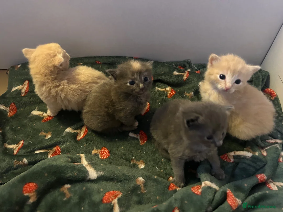 Ragdoll cats for sale: Beautiful 3/4 ragdoll kittens for 5* homes - Advert 2